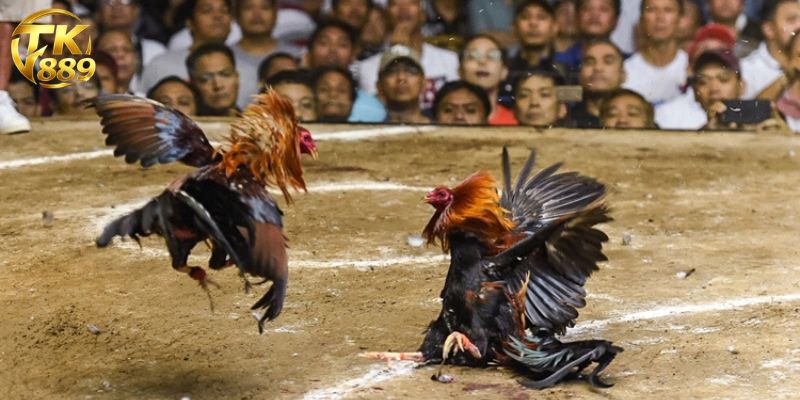 মোরগ লড়াই বেটিং: অনলাইন মোরগ লড়াইয়ের পূর্ণাঙ্গ গাইডলাইন